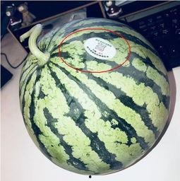 看网红吃瓜,幕后故事与热门话题深度解析  第2张